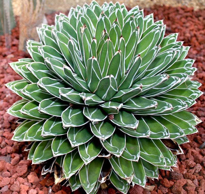 Agave victoriae-reginae